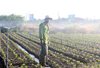 Thị xã An Khê: có 400,52 ha cây trồng các loại được áp dụng công ng...