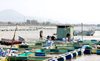 Xuân An phát triển nghề nuôi cá lồng