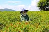 Nông dân phía Đông tỉnh Gia Lai thua lỗ vì giá ớt giảm sâu