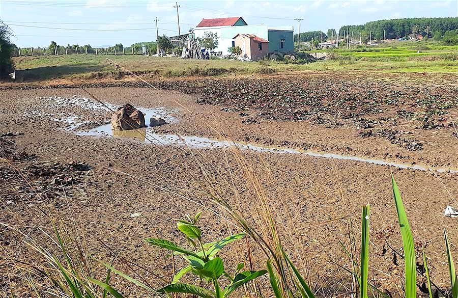 Thị xã An Khê có 77,06 ha cây trồng bị thiệt hại do nắng hạn